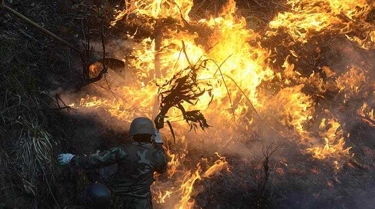 Mientras los incendios destruyen bosques, periodistas denuncian censura informativa